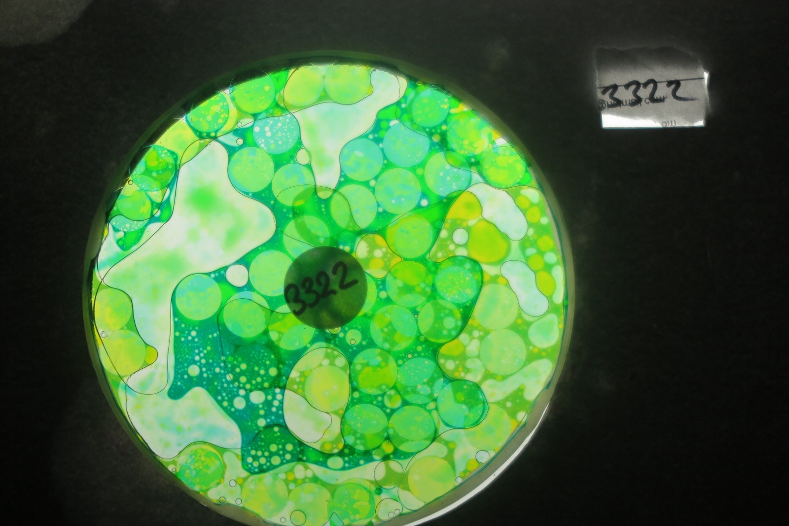 BV3322 bubble vision oil wheel